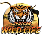 African Wild Life